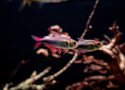 燈魚混養|如何將鬥魚與燈魚混養？（飼養指南）